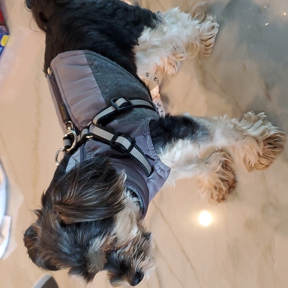 XS great dog jacket with leash hardware - Picture 11 of 14
